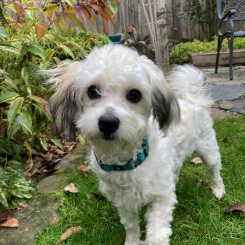 a white fluffy dog approaching camera standing outside in a yard