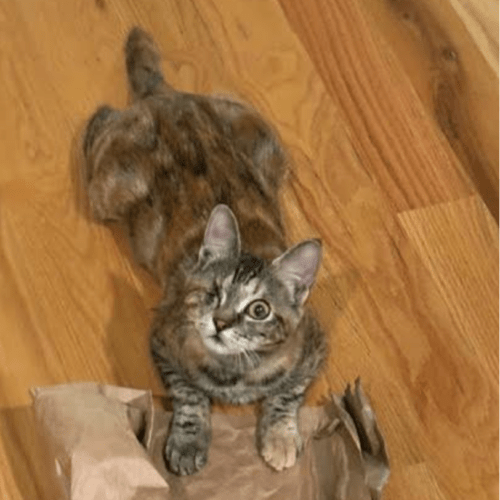 Key Biscayne Motley Zoo Animal Rescue