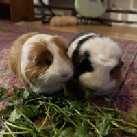 two guinea pics eating hay