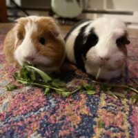 two guinea pigs eating hay