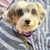 a small, fluffy dog looking up at camera