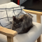 Little Phoebe