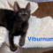 Virburnum